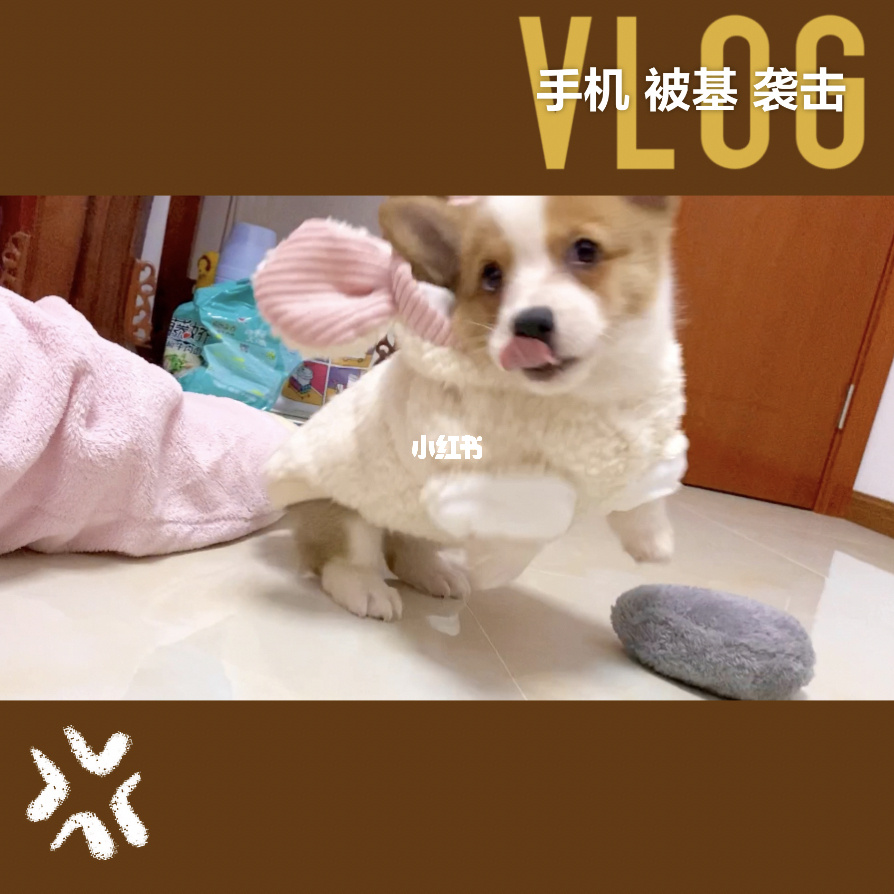 狗图片_狗会和几只狗交配_特狗