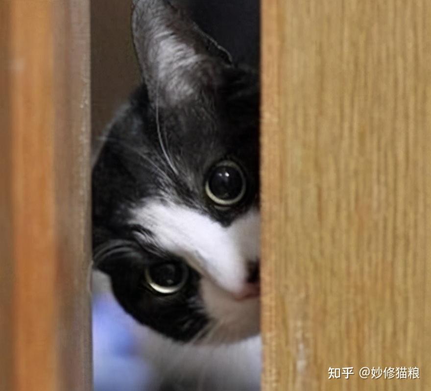 打小猫_小猫打狂犬疫苗多少钱一针_小猫打疫苗需要打几针多少钱