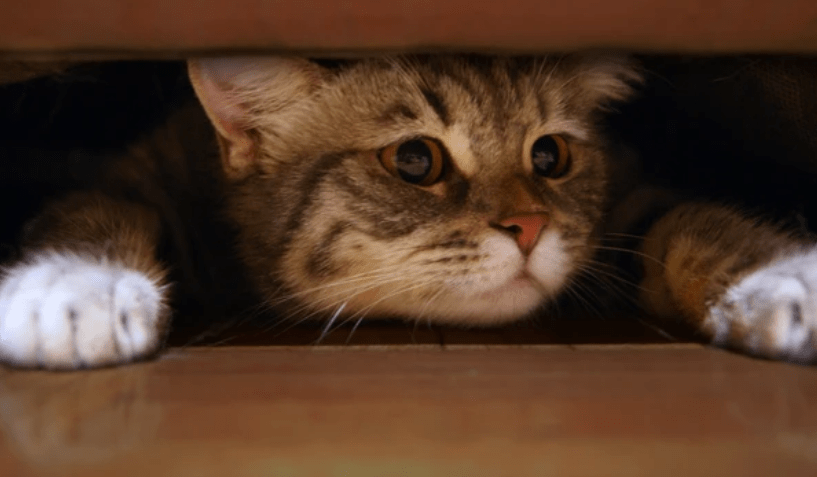打小猫_小猫打疫苗需要打几针多少钱_小猫打狂犬疫苗多少钱一针