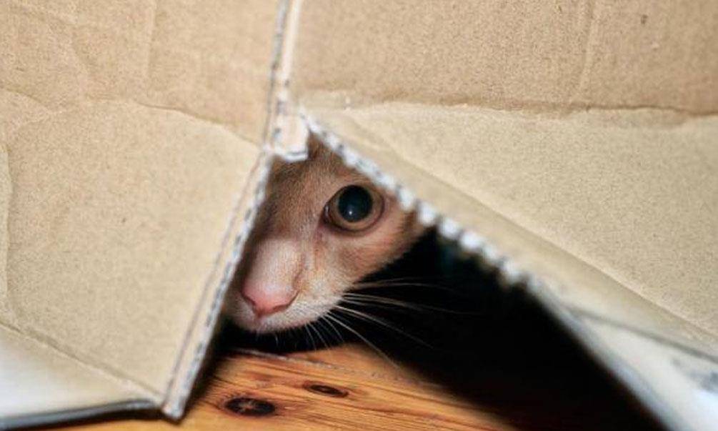 小猫打疫苗需要打几针多少钱_小猫打狂犬疫苗多少钱一针_打小猫