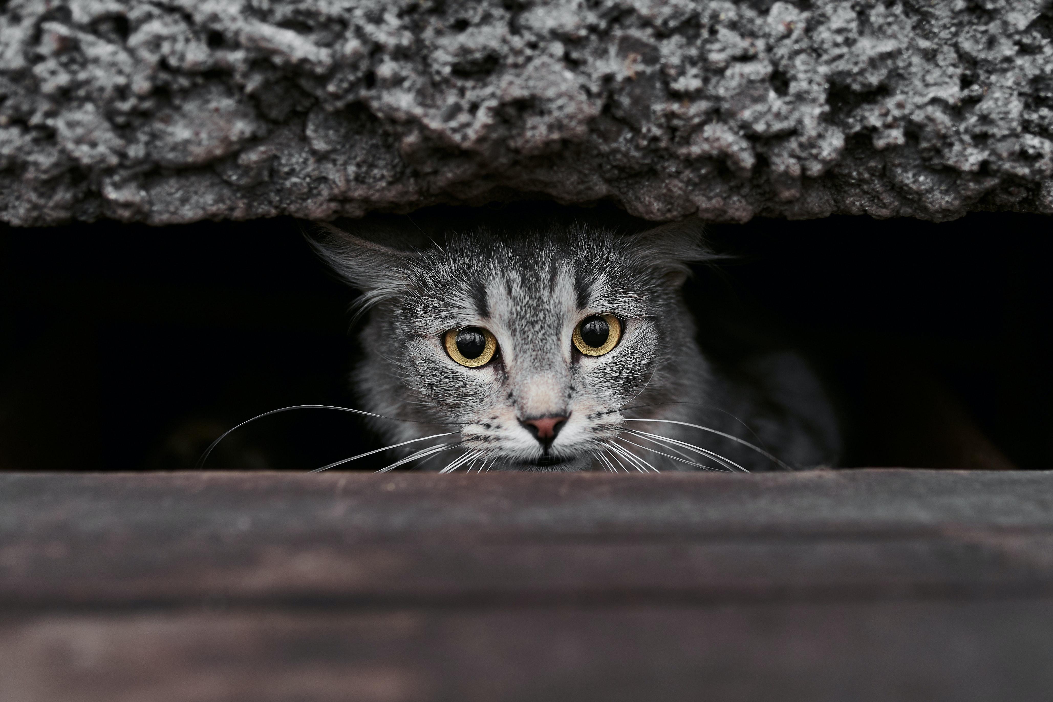 小猫打狂犬疫苗多少钱一针_打小猫_小猫打疫苗需要打几针多少钱