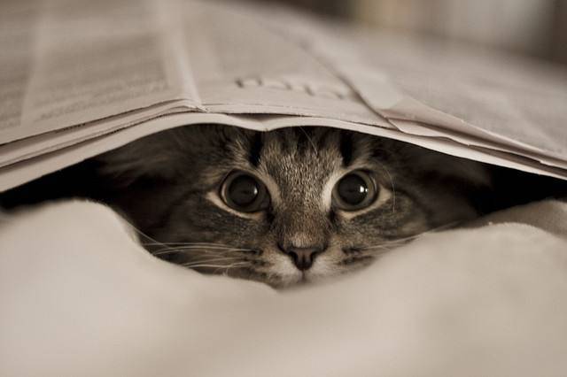 打小猫_小猫打疫苗需要打几针多少钱_小猫打狂犬疫苗多少钱一针