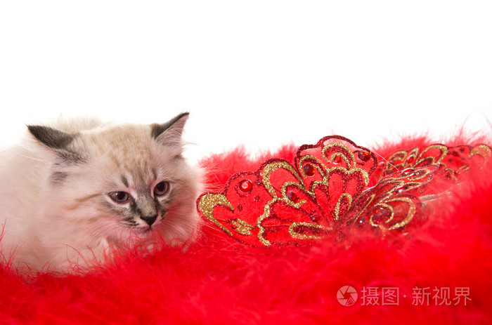蝴蝶呀蝴蝶_带蝴蝶结的卡通猫图片_蝴蝶猫