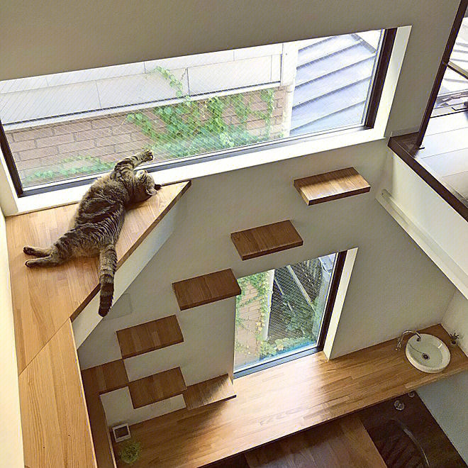 喵子小屋吧_喵子小屋cat_喵子小屋