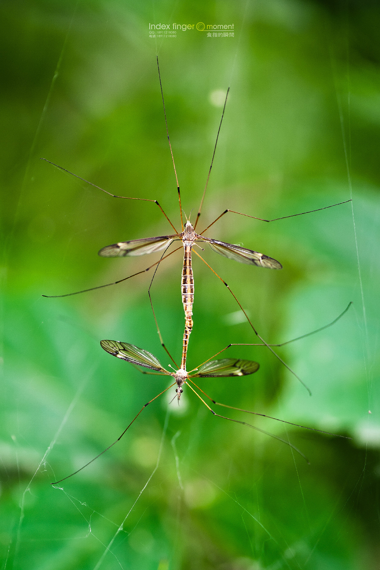 虫之歌_陈奕迅蝗虫歌_虫歌词