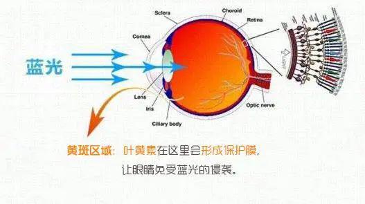 玩手机伤眼睛怎么恢复_眼睛玩手机会瞎吗_玩游戏的手机对眼睛的伤害