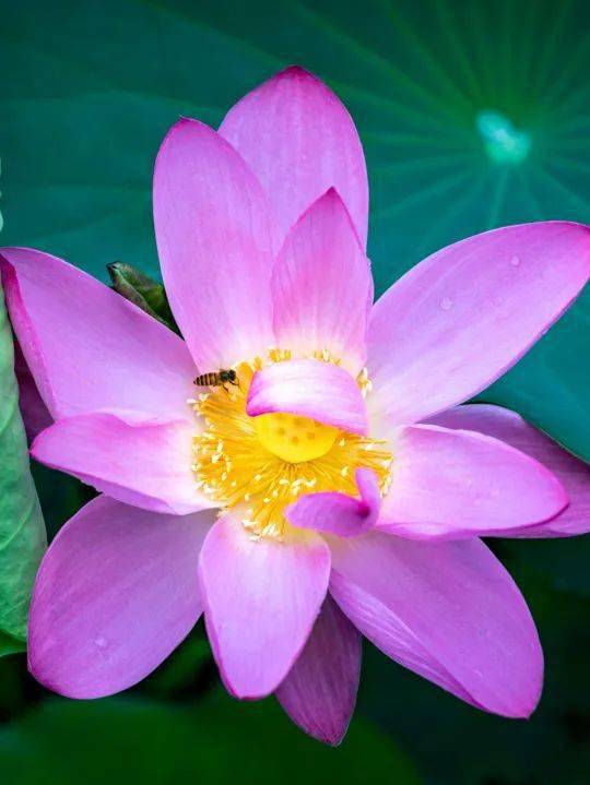 小暑号是什么意思_小暑是几月几号_小暑是几月几号代表什么意思
