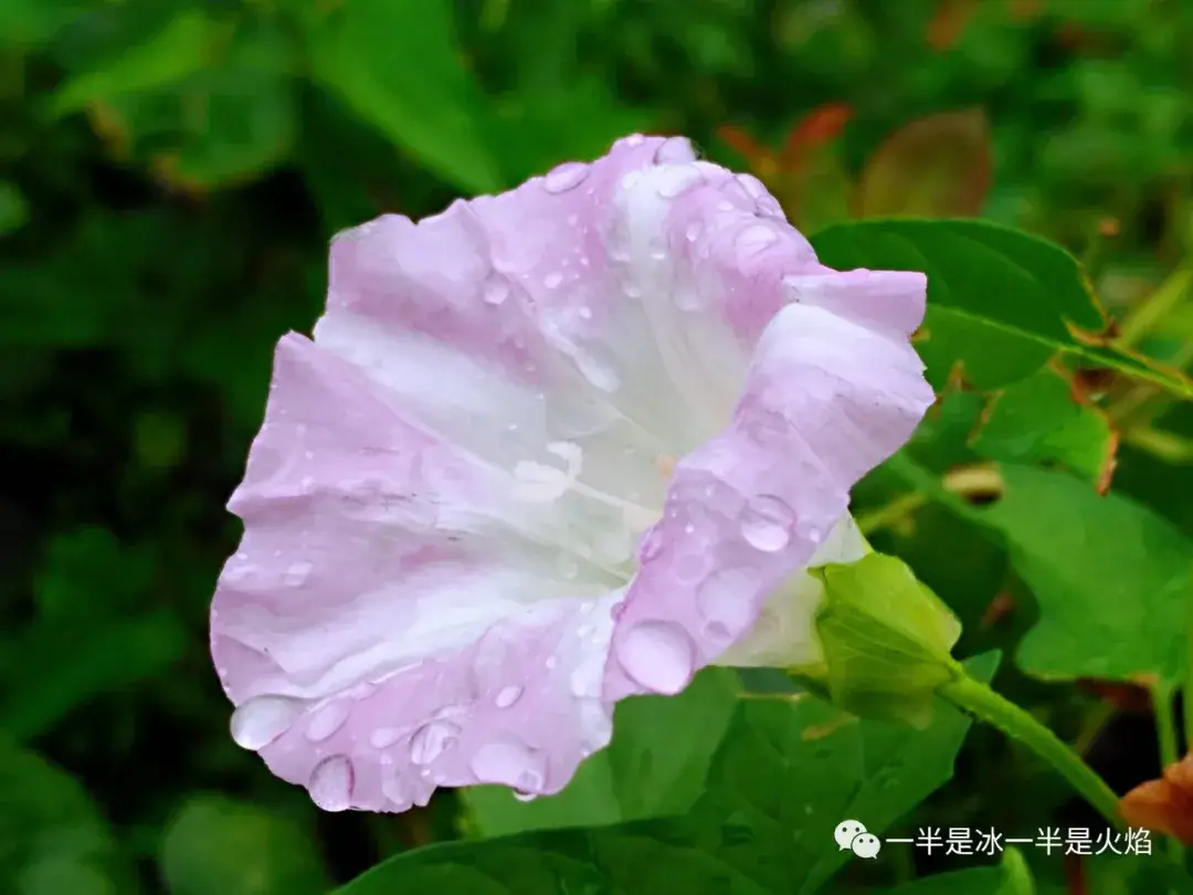 小暑号是什么意思_小暑是几月几号_小暑是几月几号代表什么意思