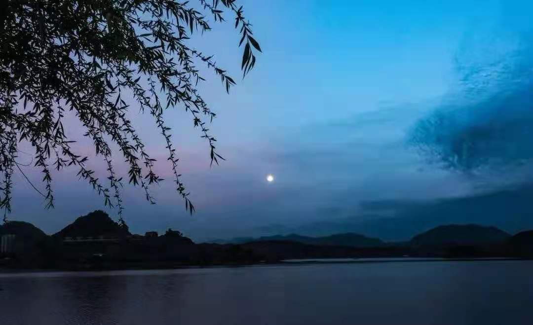 树上树叶_叶月树里_树上面的叶子