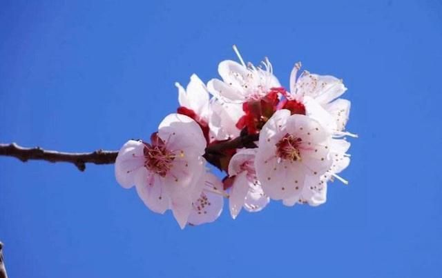 树上树叶_叶月树里_树上面的叶子