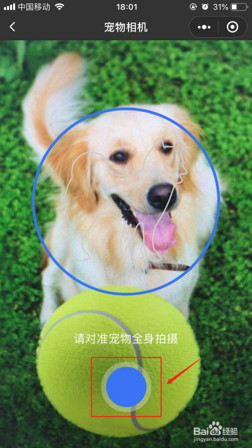 狗狗识别品种软件有哪些_狗狗识别品种软件哪个好_识别狗狗品种软件