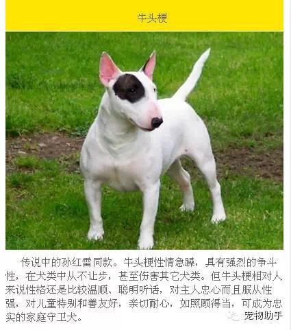 狗狗识别品种软件有哪些_狗狗识别品种软件哪个好_识别狗狗品种软件