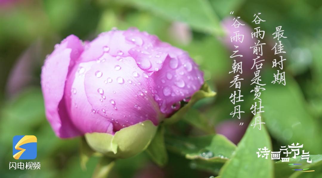2021年谷雨是农历几月几日_2023年谷雨是几月几日_谷雨2021年几月几号