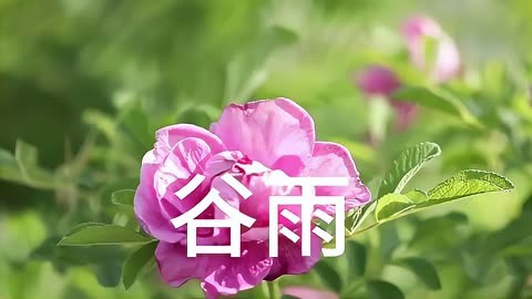 谷雨2021年几月几号_2021年谷雨是农历几月几日_2023年谷雨是几月几日