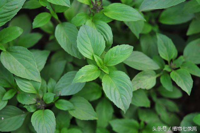 渐渐被你吸引_鸟巢吸引_吸引管