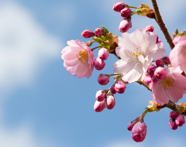 樱花游戏安卓_樱花小游戏手机_樱花游戏app