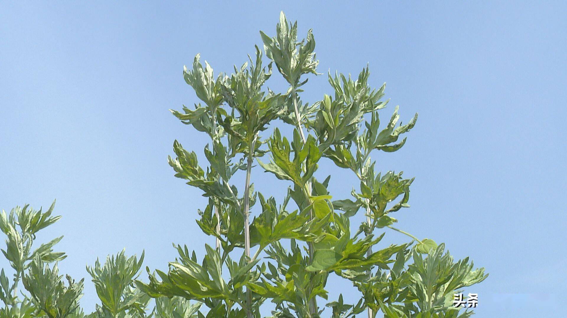 端午节挂艾草要根吗_端午节为什么要挂艾草?_端午节挂艾草是倒挂还是正挂