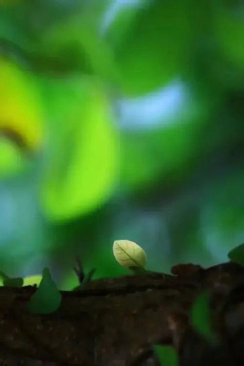 月野理纱_月野理纱_月野理纱