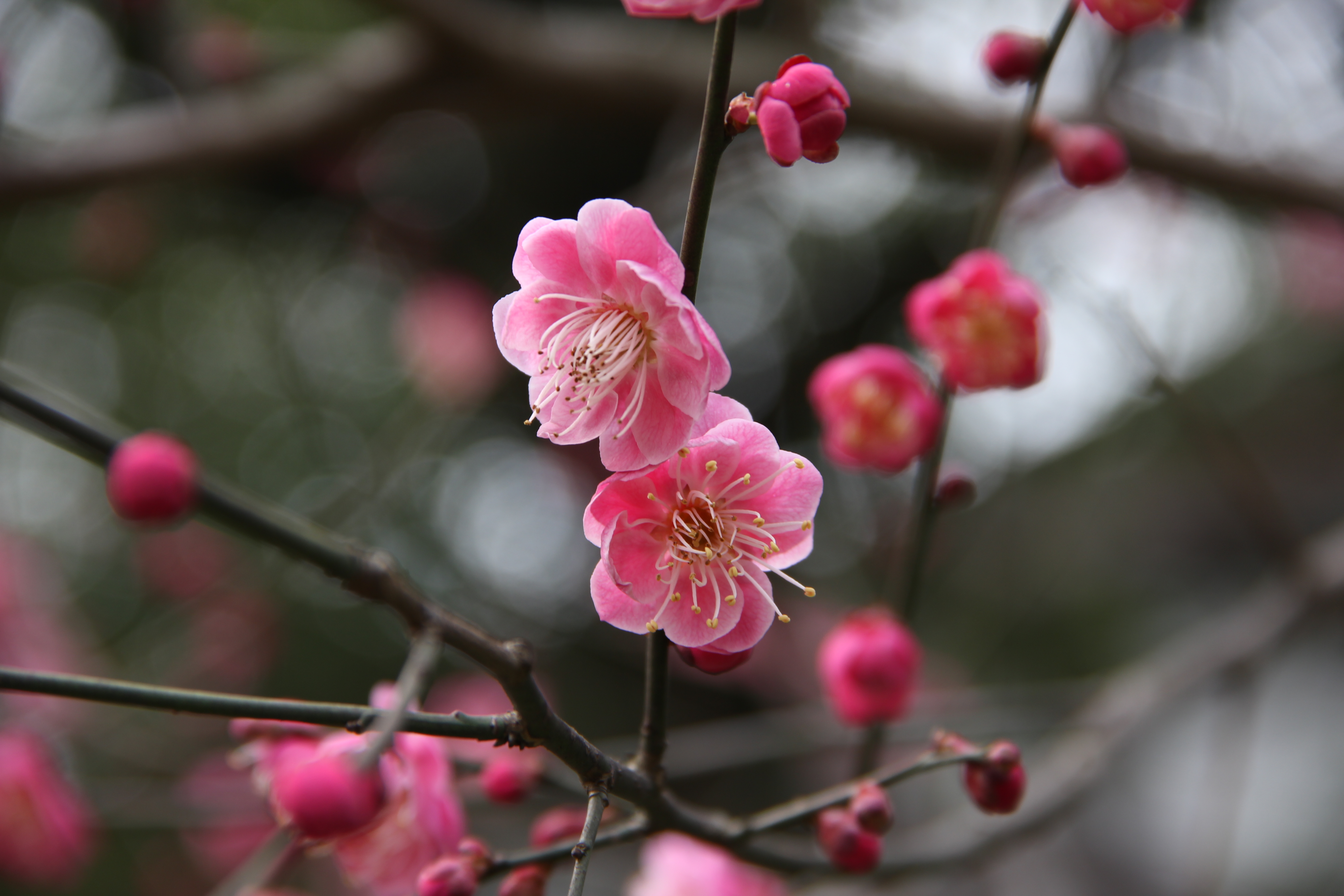 花鬘三国杀_花鬘是谁的妻子_花鬘