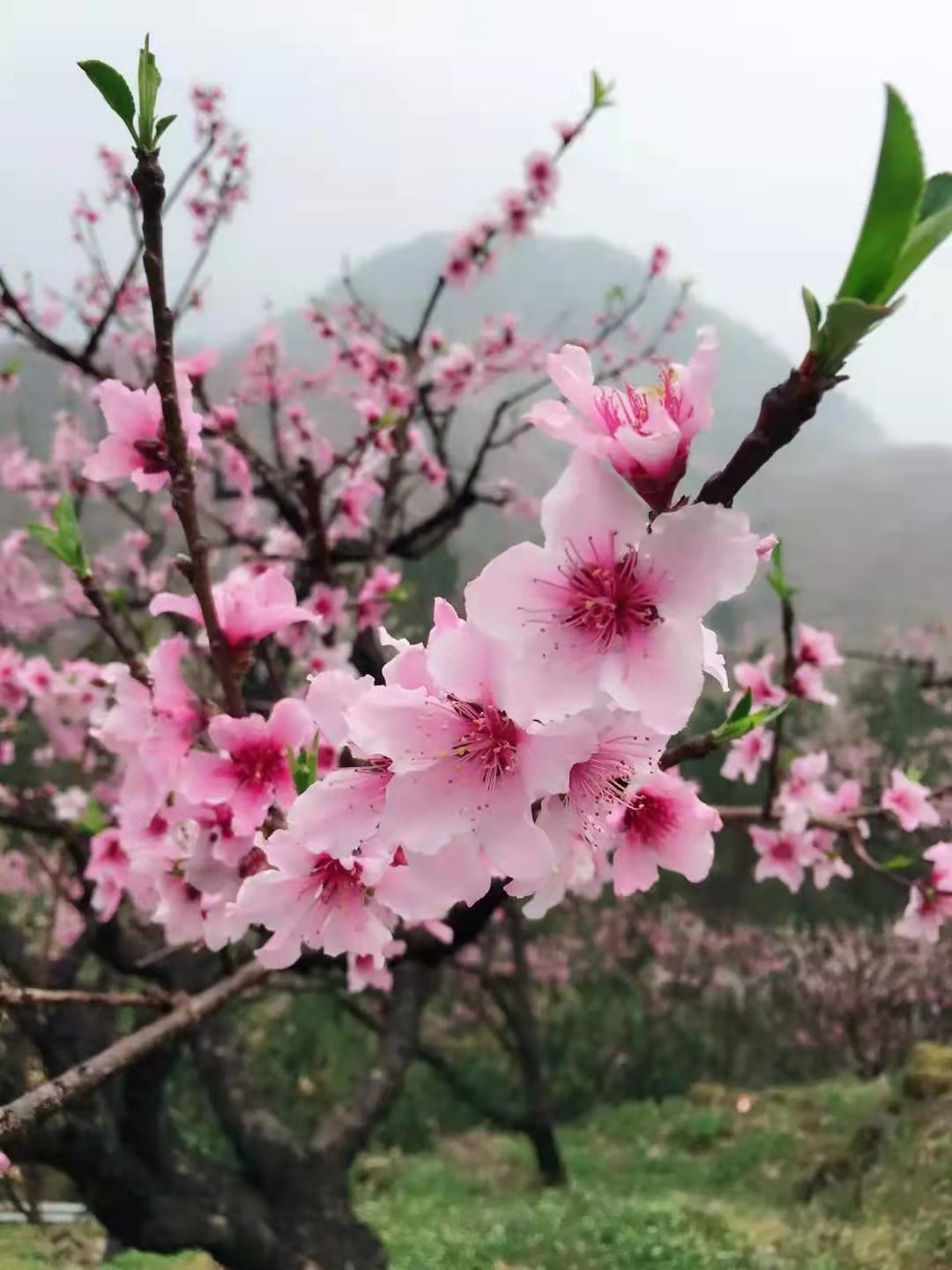 花鬘是谁的妻子_花鬘_花鬘三国杀