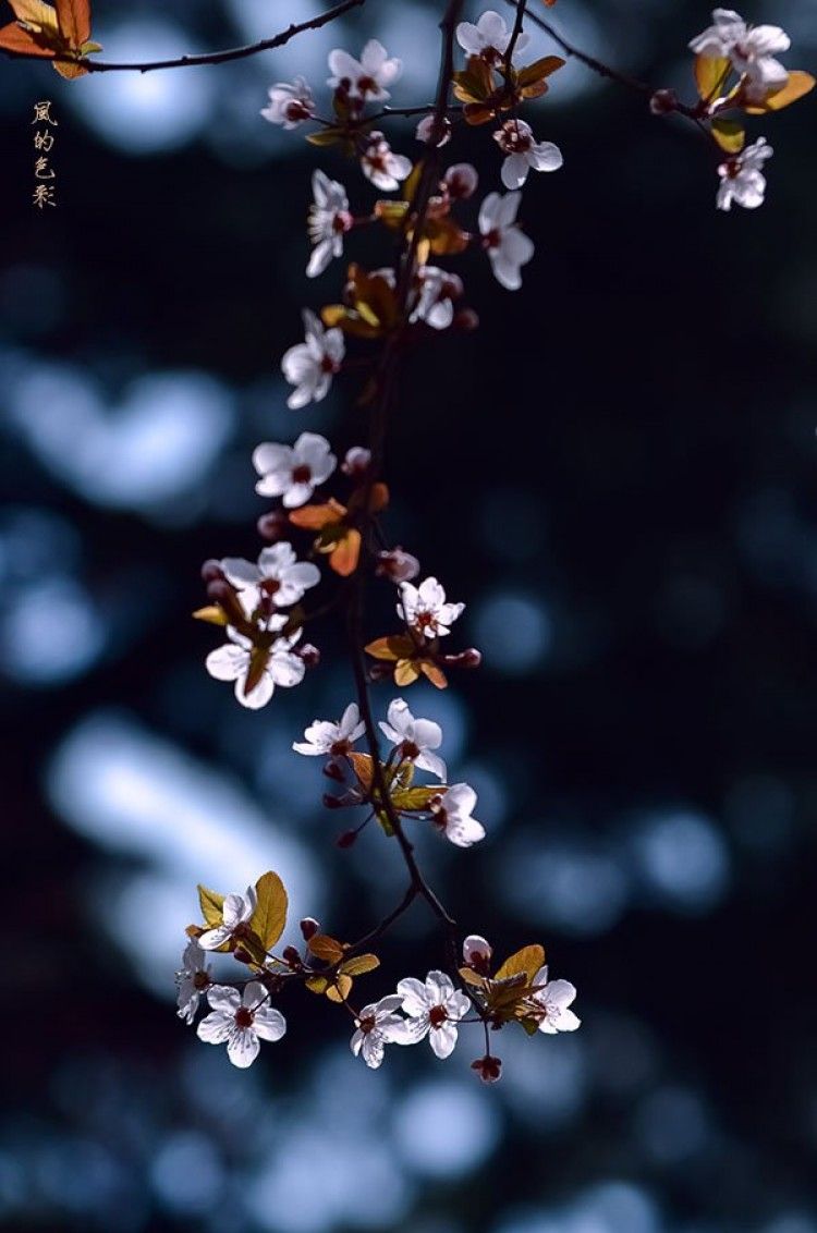 音花校园模拟器_花音_音花缘护肤品好用吗