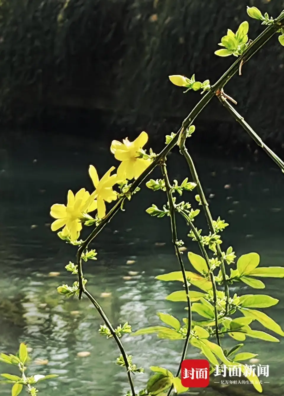 音花校园模拟器_音花缘护肤品好用吗_花音