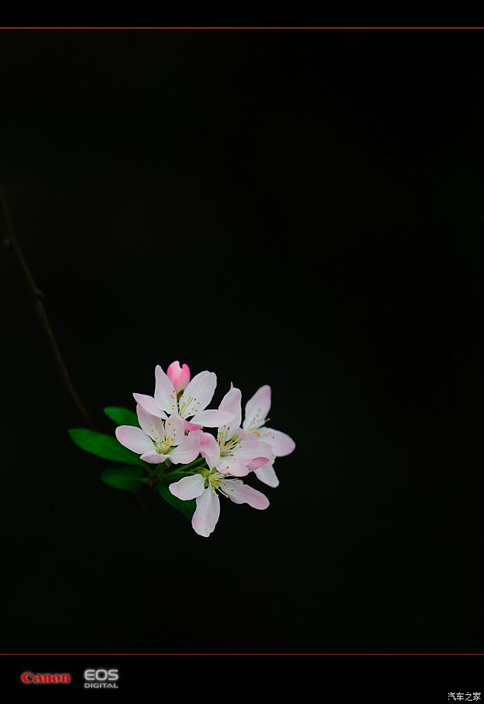 音花校园模拟器_花音_音花缘护肤品好用吗