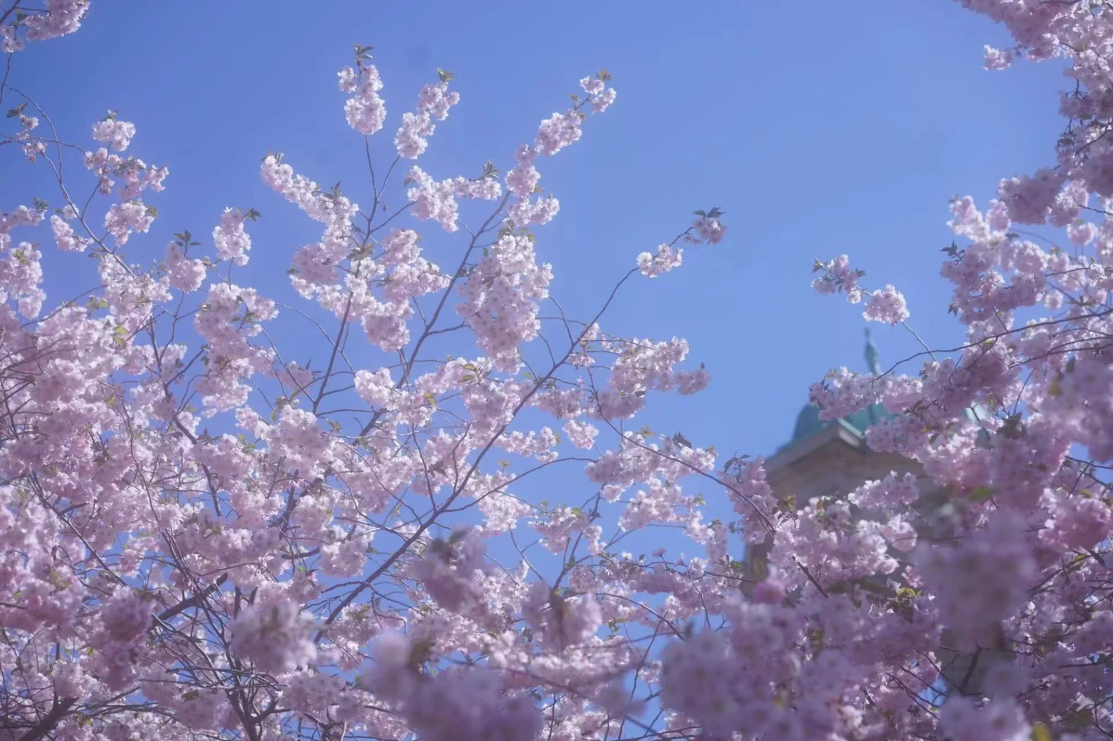 藤宫樱花_樱花藤条_樱花藤艺效果图