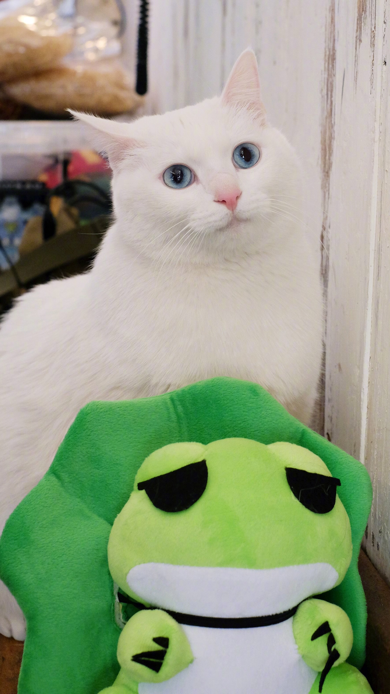 猫咪互动小游戏_小猫专用游戏_小猫手机互动游戏