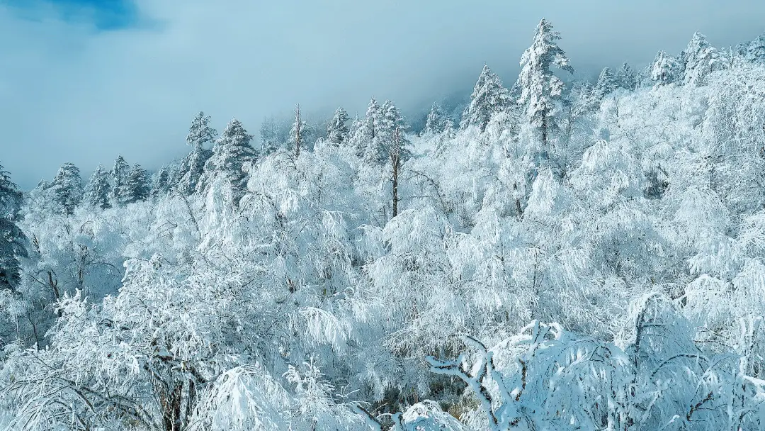 雪花秘扇迅雷下载_雪花秘扇最终票房_雪花与秘扇