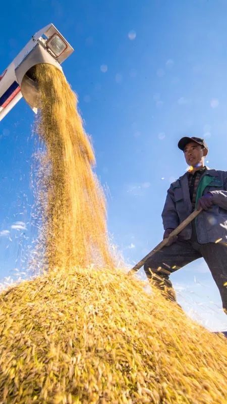 绥滨农场游戏手机：让你体验现实中难以找到的成就感