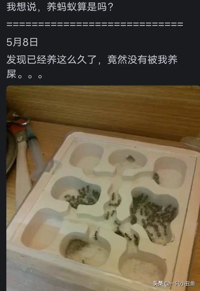 我爸手机上的游戏_爸妈玩的手机游戏_游戏手机app