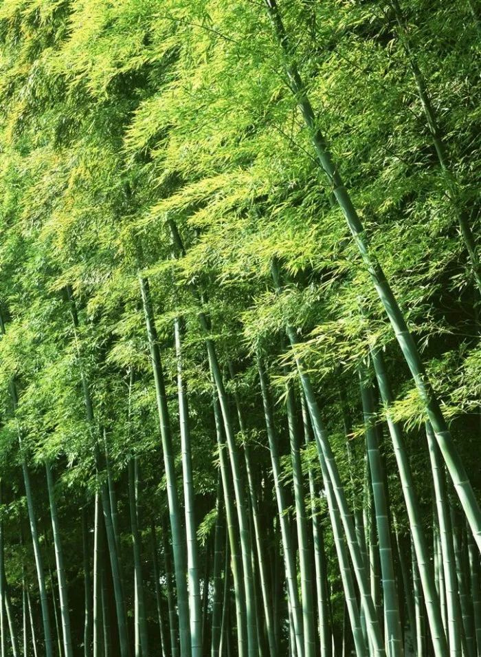 武当与少林游戏手机版下载_少林vs武当手机游戏_少林vs武当游戏安卓版