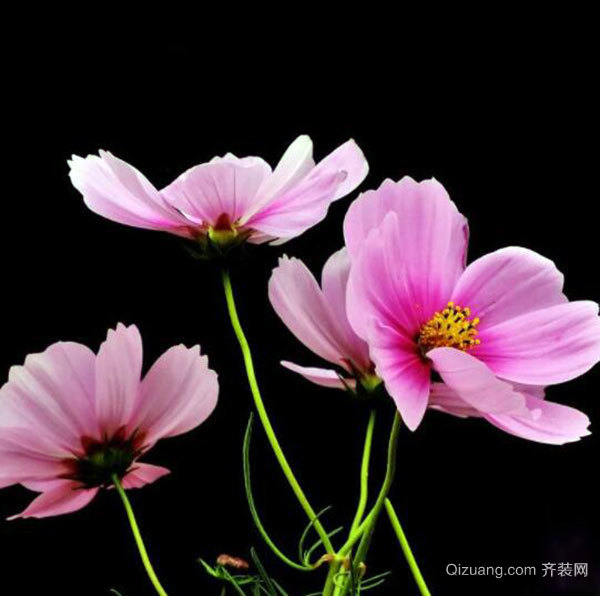 橘花_橘花的寓意和象征_橘花猫和橘猫的区别